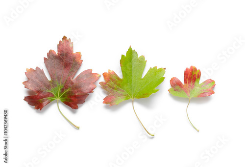 Autumnal transition of thre...