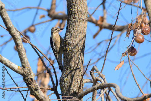 Juvenile Yellow-bellied Sapsucker tending to a sapwell in a Persimmon tree to feed on the sap photo