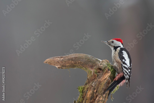 Dzięcioł średni (Dendrocoptes medius) photo