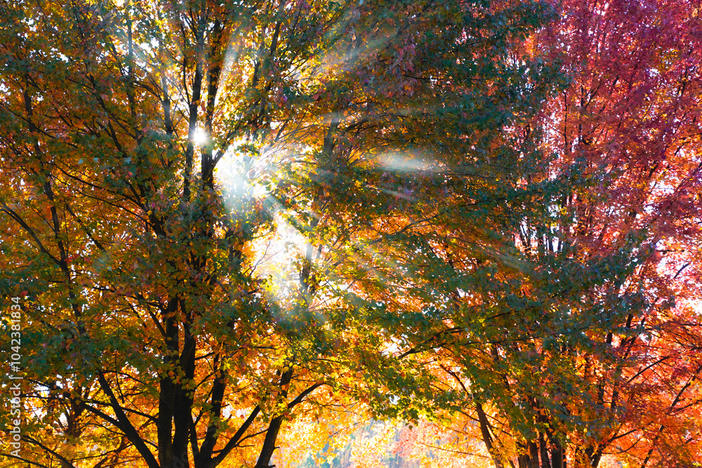 Obraz premium Beautiful fall foliage. Sun shining through several, colorful trees. Fall in Western Pennsylvania. Sunrays, sunrise