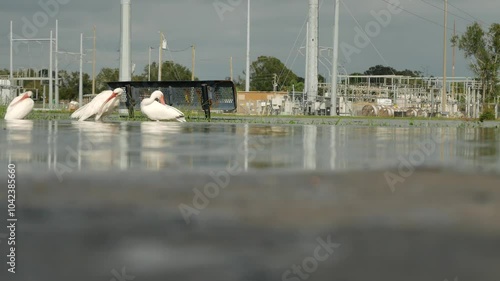 View out over flooded parking lot to multiple  American white ibis Eudocimus albus. Uprooted tree on right. green grass on the sides and a power substation in the background bright sky. Reflections  i