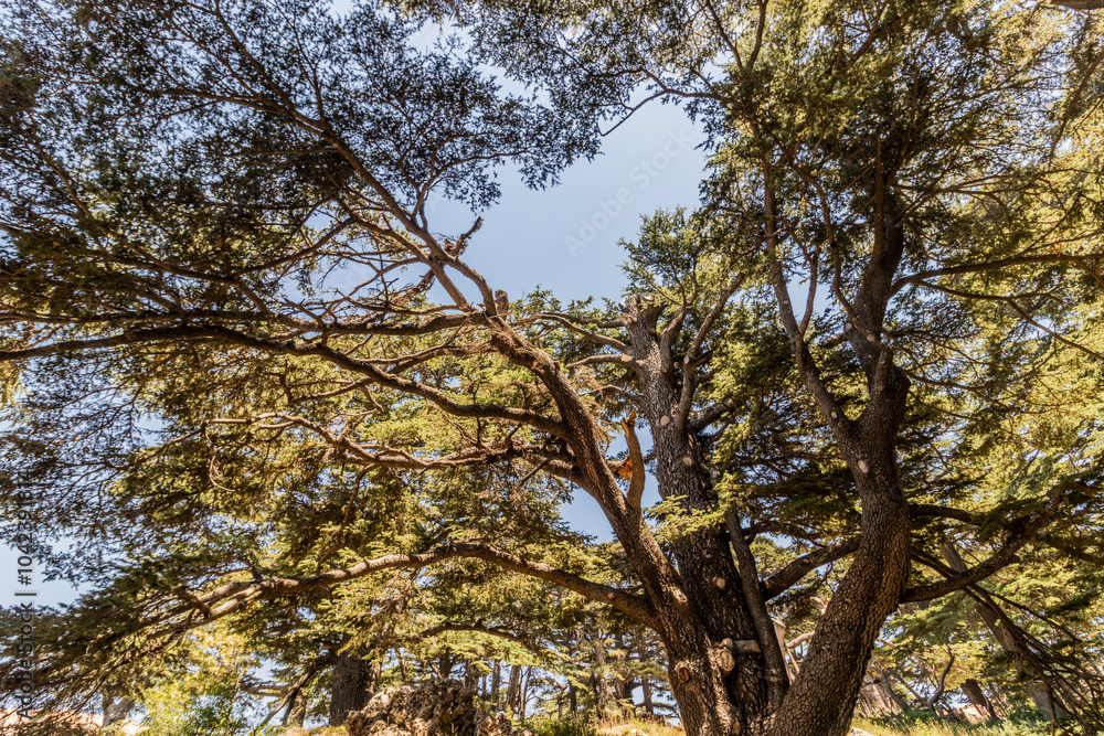 Cedar tree in Cedars of God forest, Lebanon Cedar tree in Cedars of God forest, Lebanon