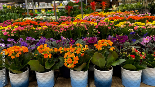 Wallpaper Mural various colorful flowers, including orange, yellow, pink, and purple blooms, arranged in decorative pots Torontodigital.ca
