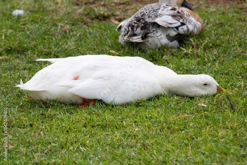sick white duck laying on the grass with a red spot on its side
