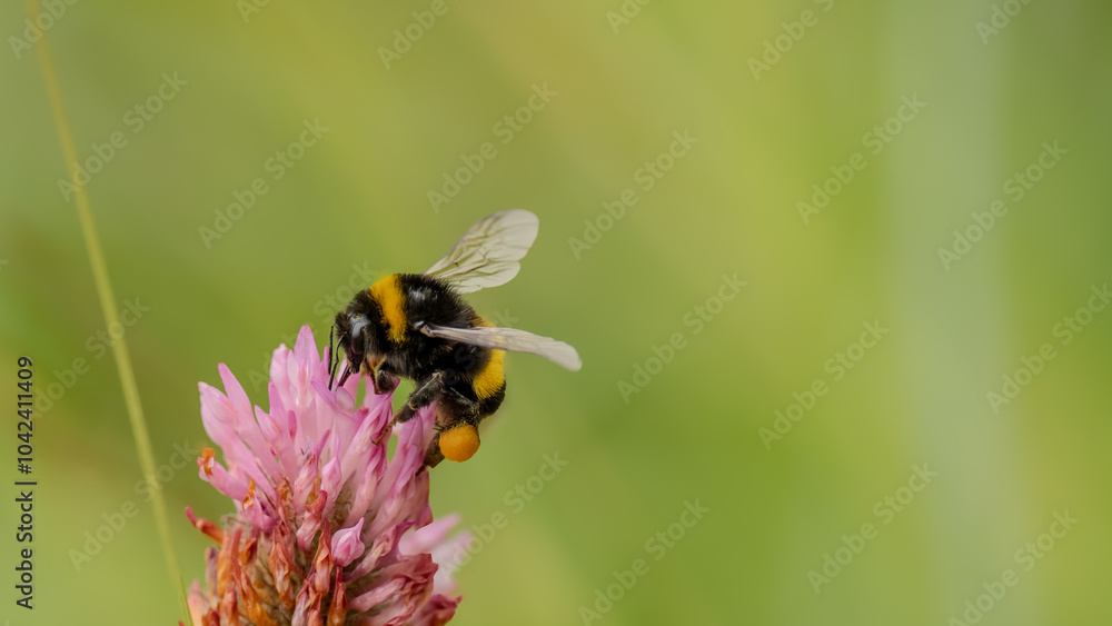 Bumblebee on a flower with polen sticked to its legs Bumblebee on a flower with polen sticked to its legs