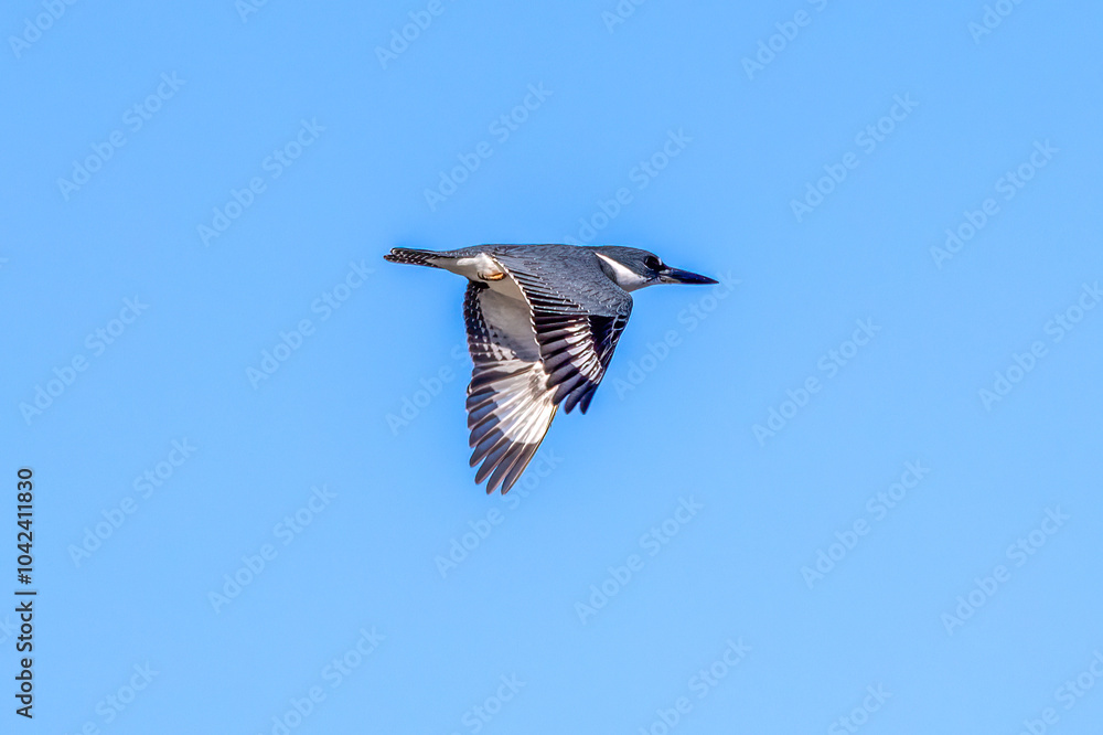 Obraz premium kingfisher in flight