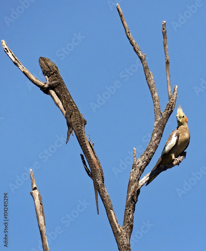 Dragon lizard and Bird from Australia sit in a tree