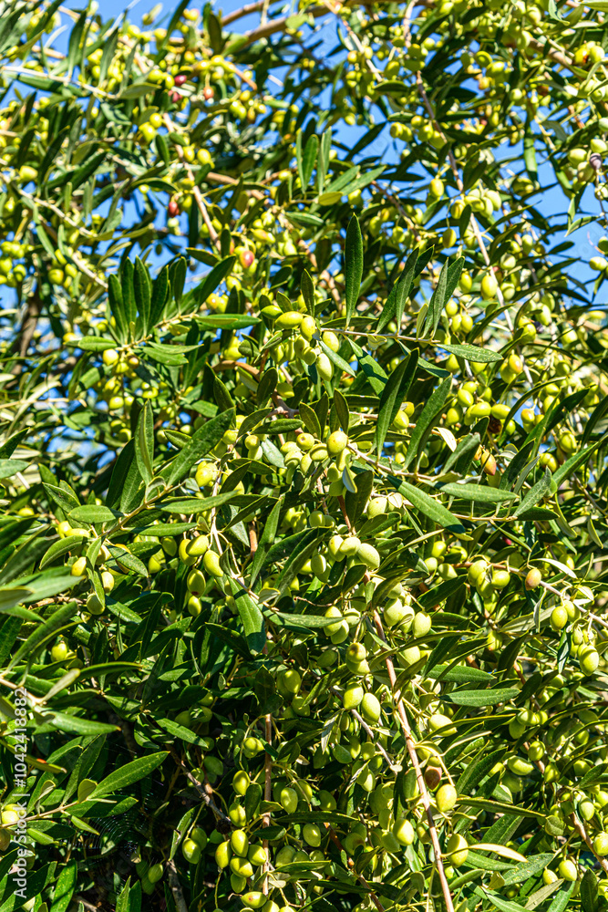 Olive tree branch loaded with olives ready to harvest. Heraklion, Crete, Greece. Olive tree branch loaded with olives ready to harvest. Heraklion, Crete, Greece.
