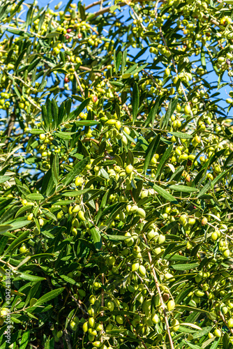 Wallpaper Mural Olive tree branch loaded with olives ready to harvest. Heraklion, Crete, Greece. Torontodigital.ca