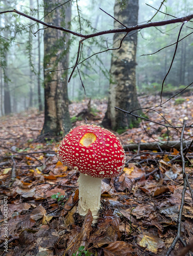 Forest Phantom: A lone fly agaric mushroom emerges from the mist, a mysterious figure lurking in the depths of the woods.