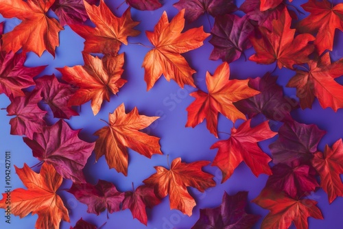 Wallpaper Mural Artistic background of red maple leaves on purple paper, creating a vibrant contrast. Torontodigital.ca