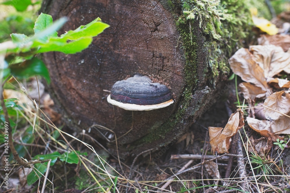 Bracket Fungus on Mossy Tree Log in Forest Bracket Fungus on Mossy Tree Log in Forest