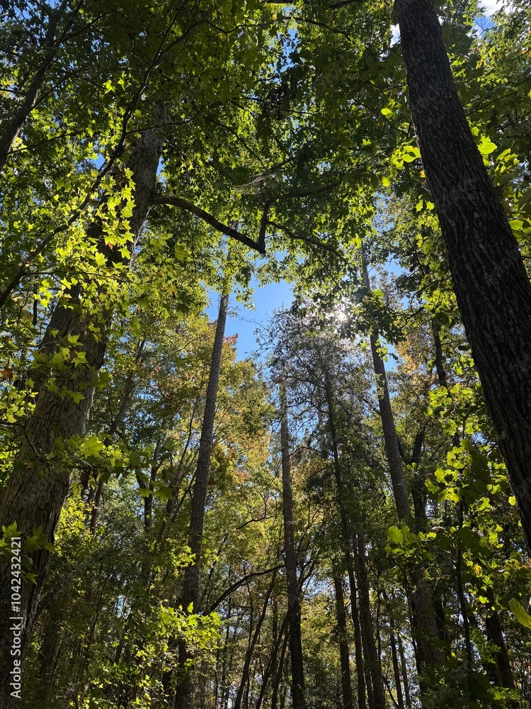 Obraz premium forest in autumn