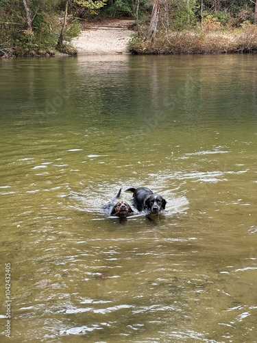dogs swimming in river