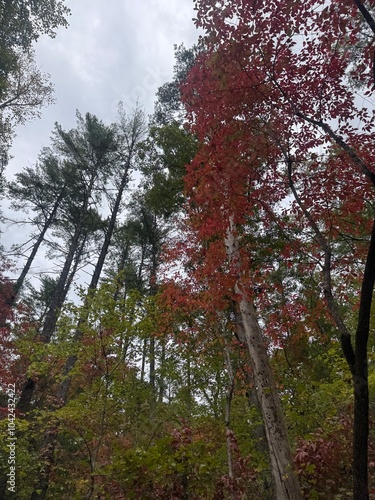 autumn in the woods
