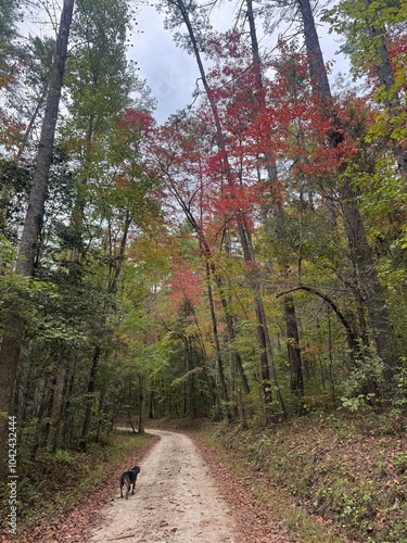 path in autumn forest