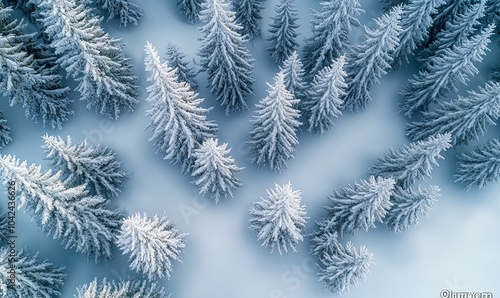 An aerial view of a snow-covered forest with tall, evergreen trees. The trees are densely packed and the snow covers the ground.