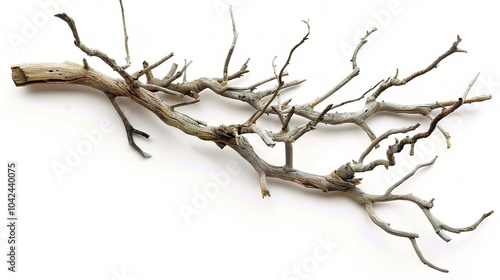 Dry tree branches isolated on white background - a stark and delicate sight. This image presents dry tree branches standing out against a pure white backdrop