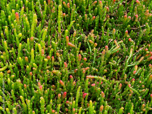 Salicornia, salt marsh plant photo