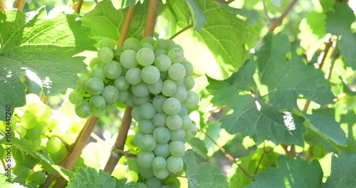 Wallpaper Mural Ripe of green Grapes on a branch ready for harvest Torontodigital.ca
