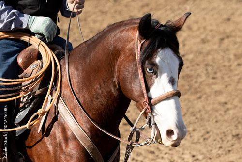 portrait of a horse