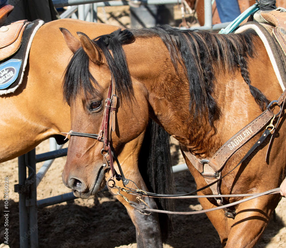 portrait of a horse