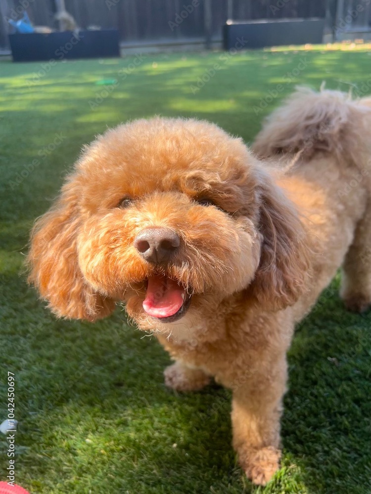 doodle dog smiling doodle dog smiling