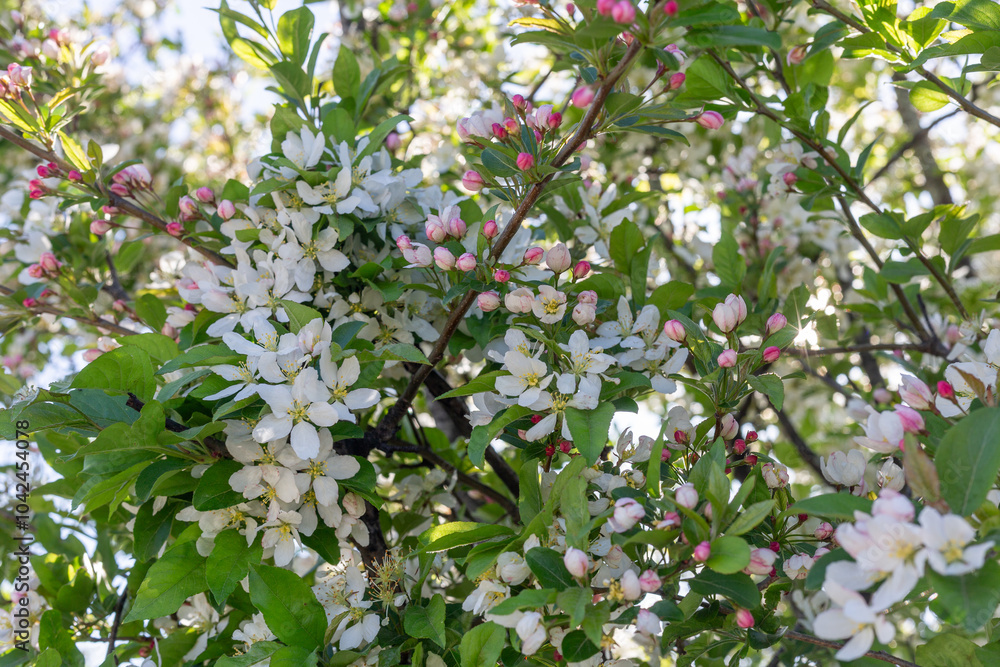 A blooming cherry tree A blooming cherry tree