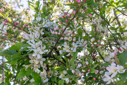 A blooming cherry  tree