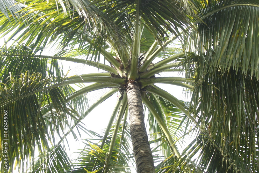 Fototapeta premium palm tree in the wind