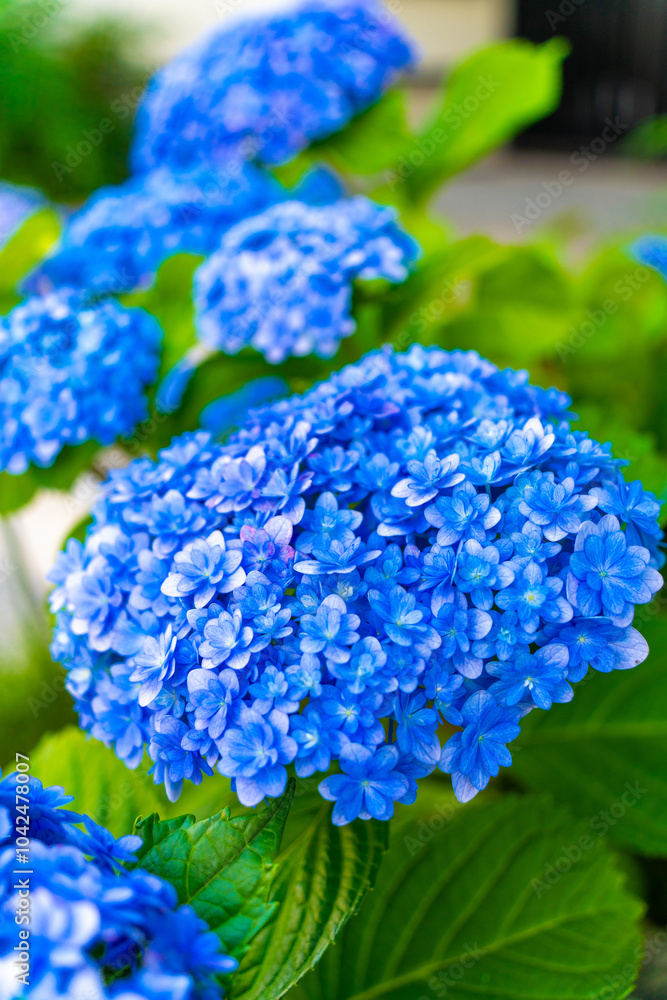 blue hydrangea flowers in Japan blue hydrangea flowers in Japan