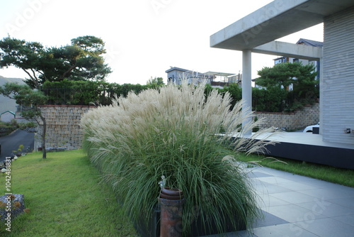 Flame Grass, Silver Grass in garden