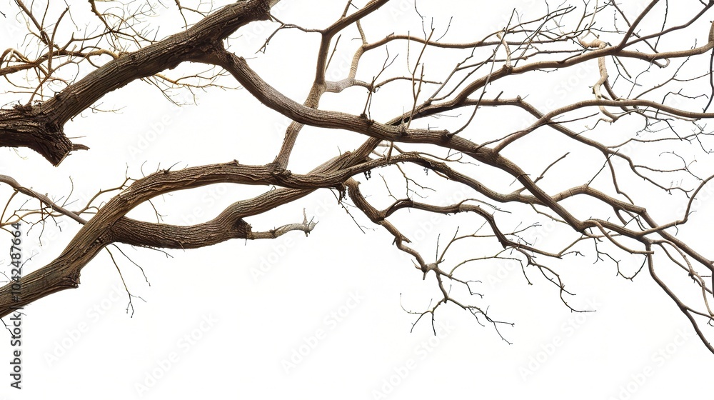 Dry tree branches isolated on white background - a stark and delicate sight. This image presents dry tree branches standing out against a pure white backdrop Dry tree branches isolated on white background - a stark and delicate sight. This image presents dry tree branches standing out against a pure white backdrop