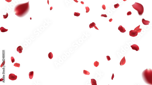 Rose petals or sakura flying petals, romantic background with realistic pink cherry flower petals flow or falling motion. Love, romance, floral spring season