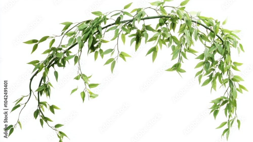 Curved bamboo stalk with soft green leaves cascading, isolated on white background Curved bamboo stalk with soft green leaves cascading, isolated on white background