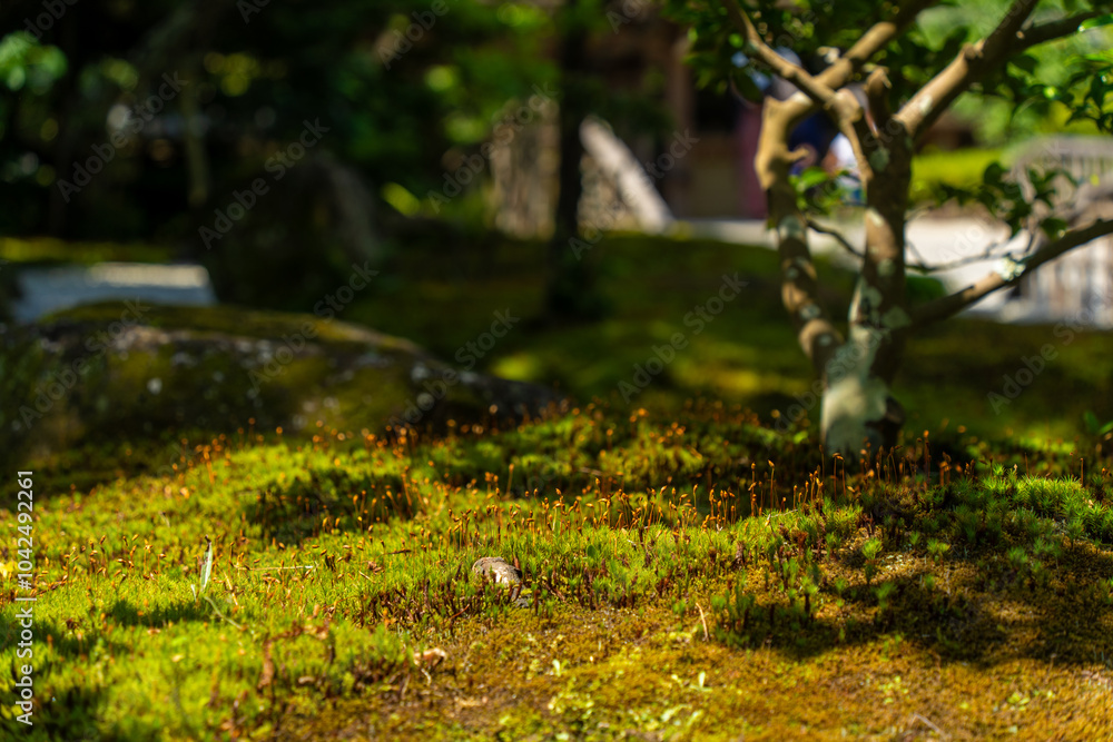 Moss in Japanese temple in Kamakura Moss in Japanese temple in Kamakura