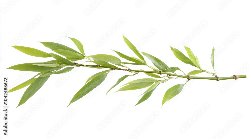 Fototapeta premium Single bamboo stalk with soft green leaves, isolated on white background