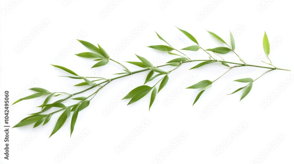 Young green bamboo with delicate new leaves, isolated on white background Young green bamboo with delicate new leaves, isolated on white background