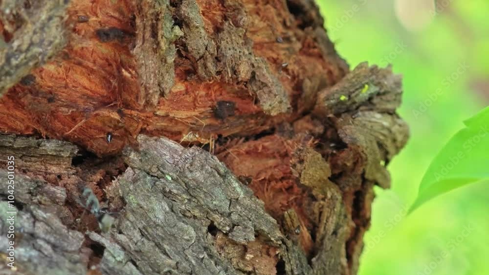 Ants walking on tree bark Ants walking on tree bark
