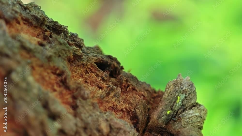 Ants walking on tree bark Ants walking on tree bark