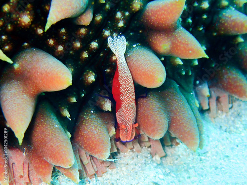  Periclimenes sonor in Okinawa, Japan photo