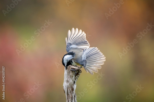 black capped chickadee photo