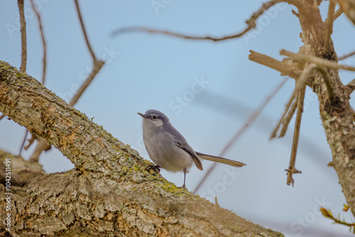 Female Masked Gnatcatcher (Polioptila dumicola) perched on a tree branch. photo