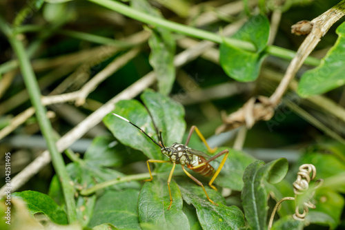 Mburucuya bug (holhymenia histrio) on a Mburucuya plant (Passiflora caerulea). photo