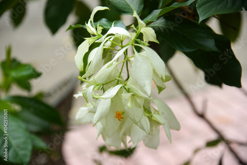 Closeup of blooming white mussaenda flowers with green leaves background photo