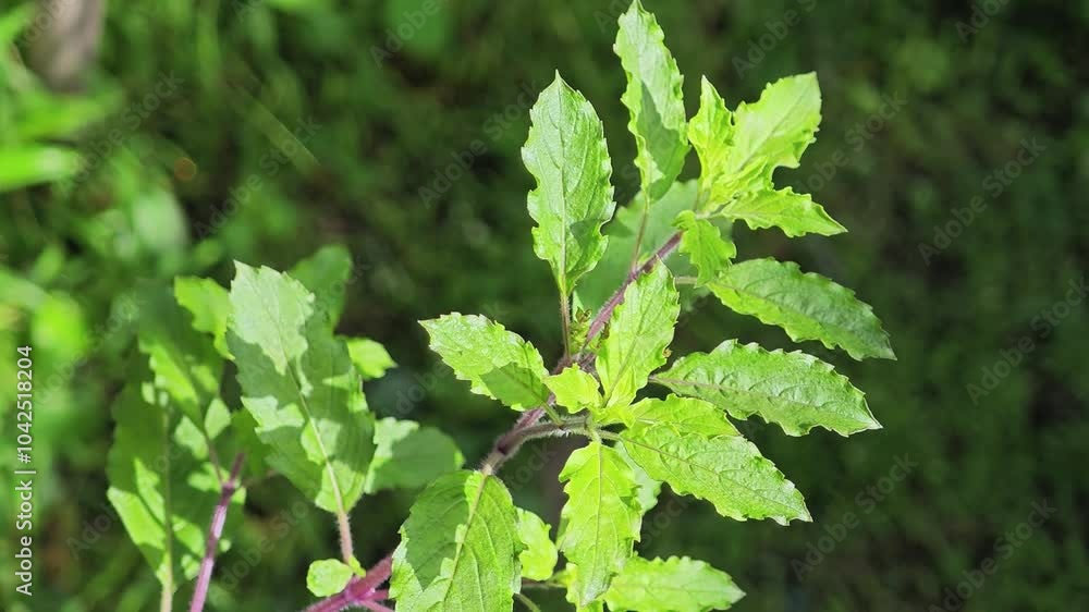 Basil leaves, a seasoning for preparing food Basil leaves, a seasoning for preparing food