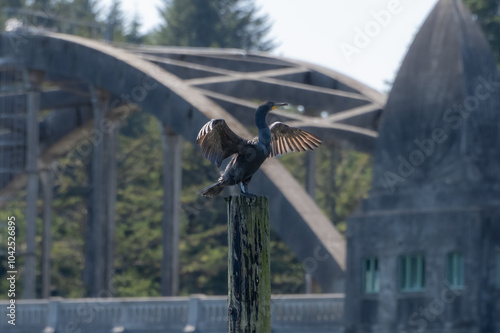 bird drying off near bridge