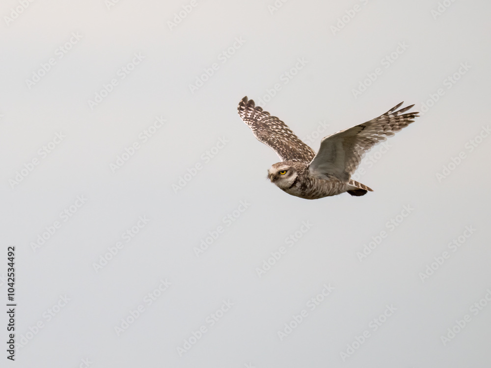 Fototapeta premium Burrowing Owl in flight on against sky