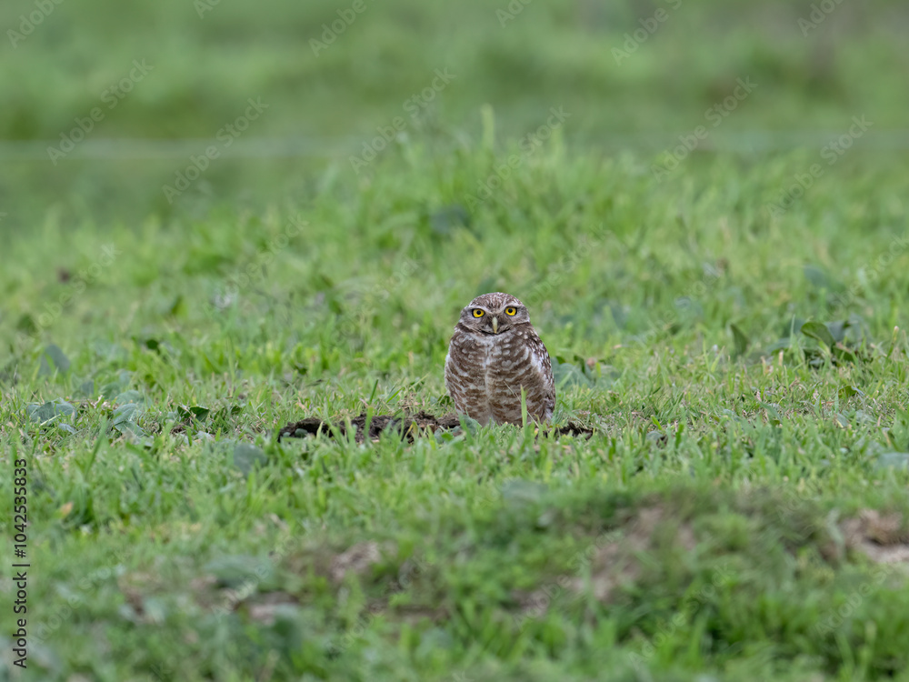 Fototapeta premium Burrowing Owl standing on green grass