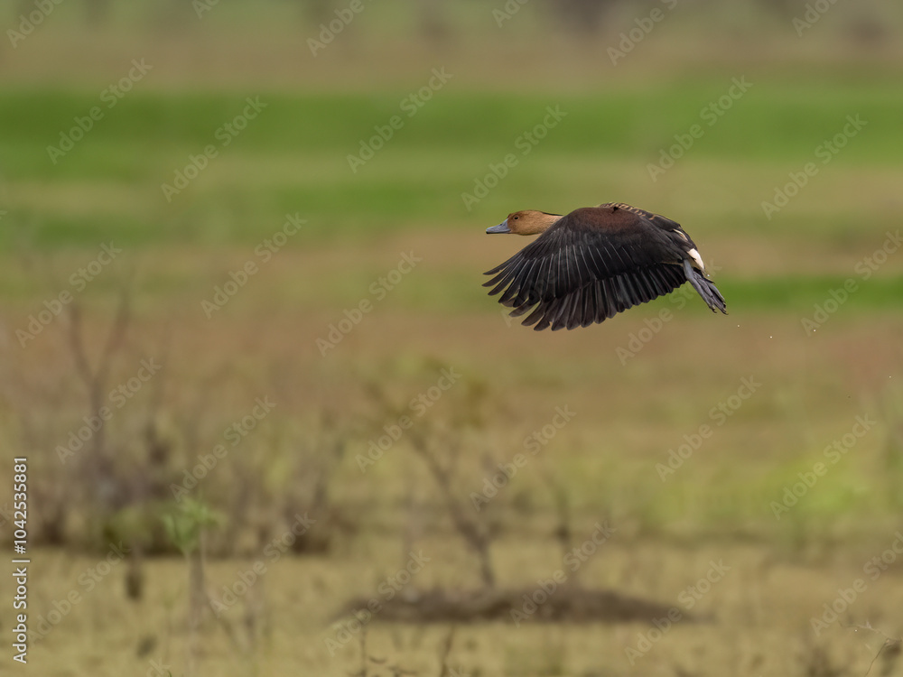 Fototapeta premium Fulvous Whistling-Duck in flight against a blurred background of wetlands and greenery